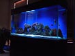 salt water fish tank